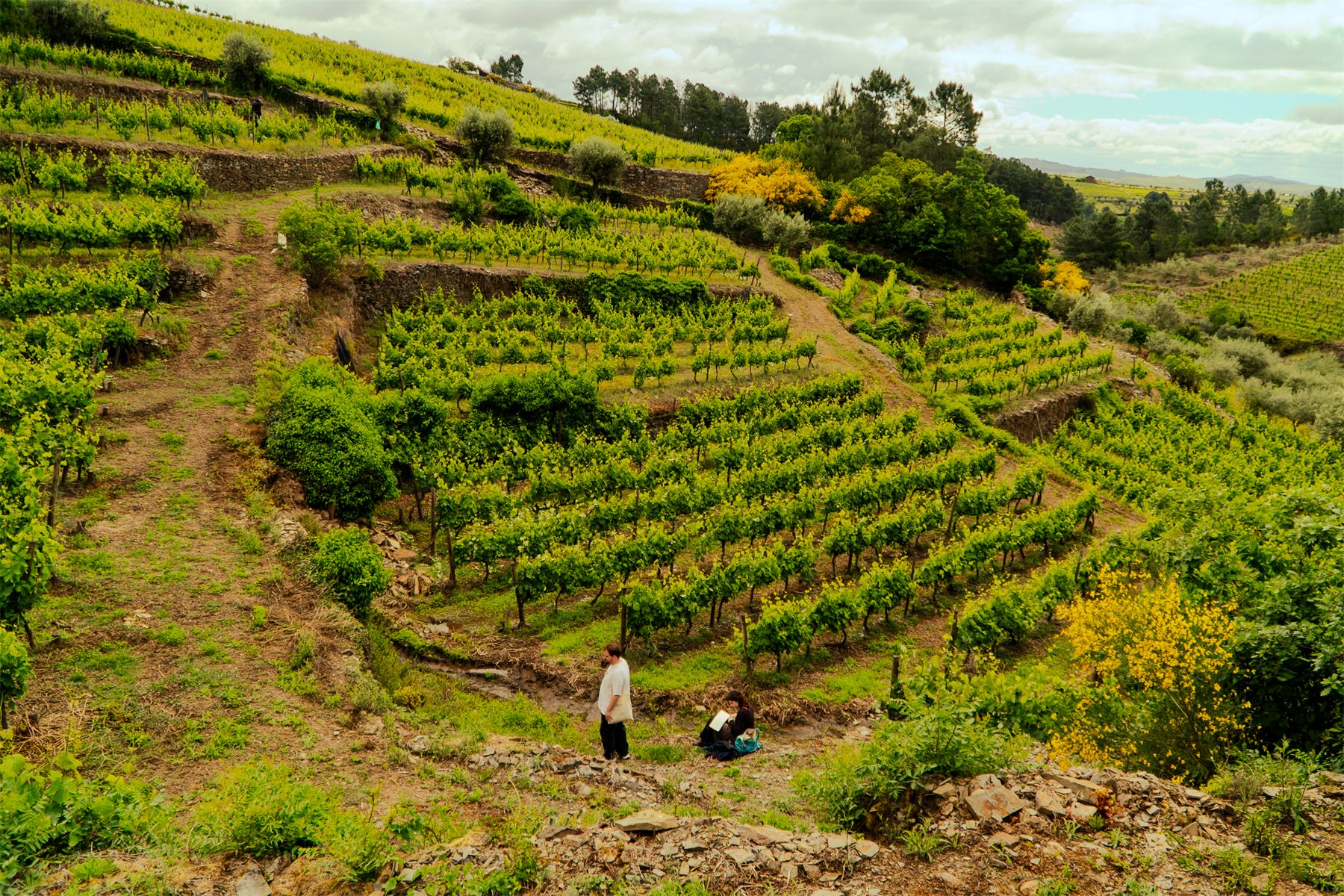 Terraced vineyards falling away down a hillside, two people drawing among the rows