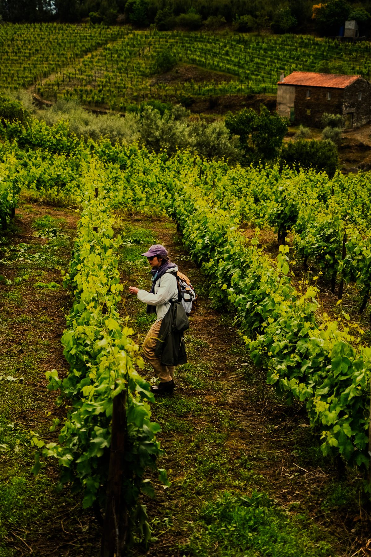 A participant walking between the vine rows with a backpack, a stone house on the slope behind